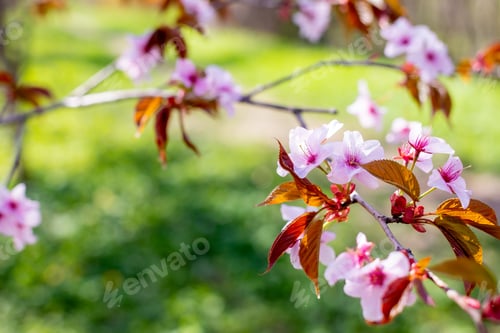 Preview: Beautiful Japanese cherry blooming trees in spring. Prunus serrulata or East Asian cherry.