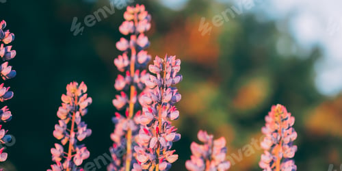 Preview: Wild Flowers Lupine In Summer Field Meadow. Close Up. Copyspace. Lupinus, Lupin