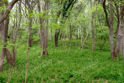 Preview: a forest with some tall trees in it on a green field