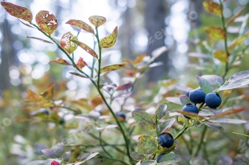 Preview: Ripe, tasty blueberries on the bushes in the forest, against the background of trees and the sky.