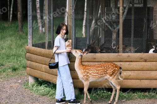 Preview: A girl feeding cute spotted deer bambi at petting zoo.