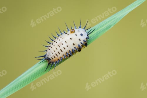 Preview: larvae beetle