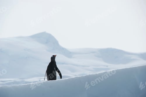 Preview: Antarctica