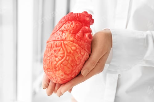 Preview: Doctor holding model of heart, closeup. Heart attack concept