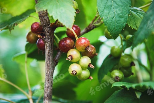 Preview: Black currant fruit ripening on branch in the garden