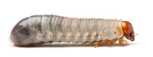 Preview: Larva of mealworm, Tenebrio molitor, against white background