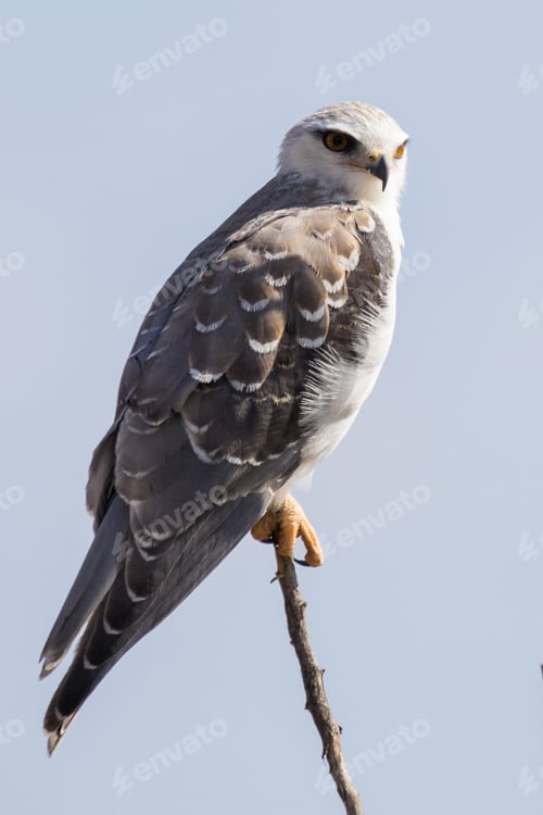 Preview: Vertical selective focus of a Black-winged smoky kite bird perched on a tree branch