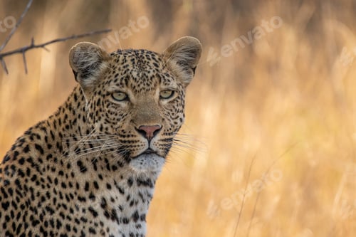 Preview: A close-up portrait of a female leopard, panthera pardus.