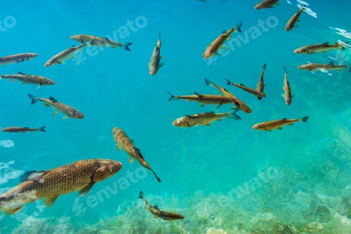 Preview: Beautiful fish in the turquoise lake. Fantastic autumn. Plitvice