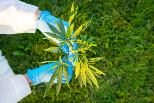 Preview: Woman hands in white coat and blue medical gloves holding green branch cannabis with five fingers le