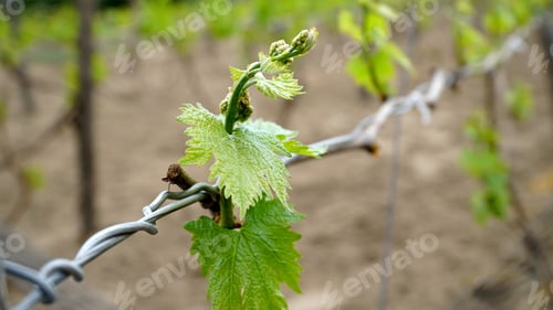 Preview: Young inflorescence of grapes on the vine close-up. Grape vine with young leaves and buds blooming