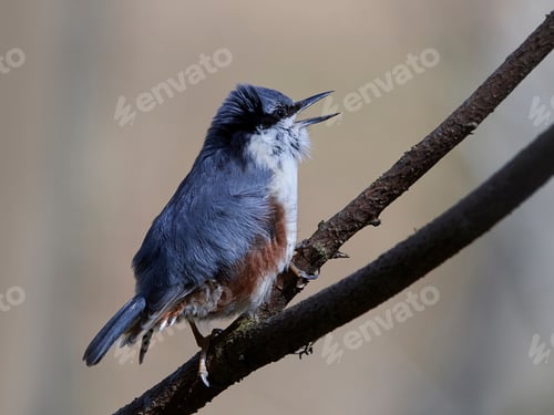 Preview: Eurasian nuthatch (Sitta europaea)