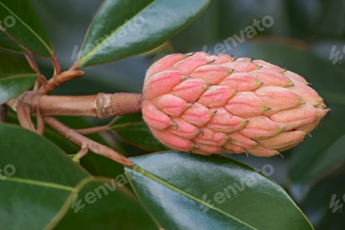 Preview: Southern Magnolia (Magnolia Grandiflora). Called Evegreen Magnolia And Bull Bay Also. State Tree Of
