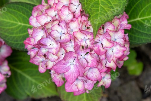 Preview: Pink hydrangea flowers in the garden. Bud close up. Grow a summer flower hortensia. Flora petals