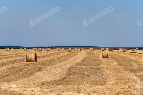 Preview: Straw bales on farmland with blue cloudless sky