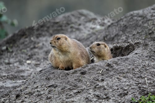 Preview: Selective focus shot of two gophers near a big hole