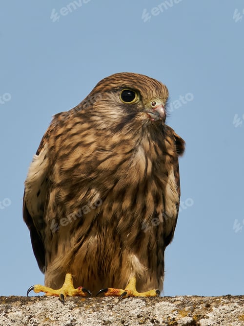 Preview: Common kestrel (Falco tinnunculus)