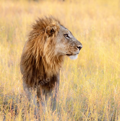 Preview: A Best wildlife vacations in Pictures