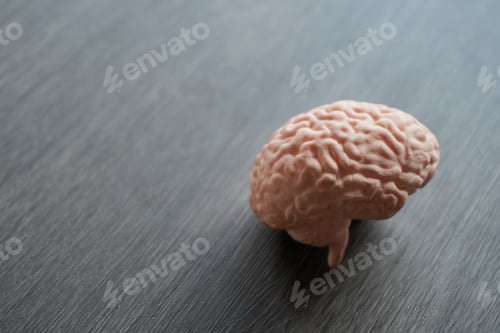 Preview: Closeup image of human brain model.
