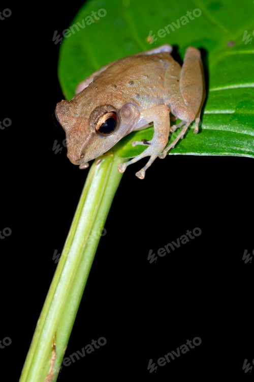 Preview: Tropical Frog, Corcovado National Park, Costa Rica
