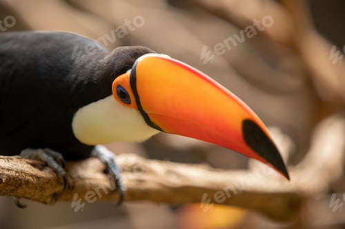 Preview: toucan, bird, colours, tropics