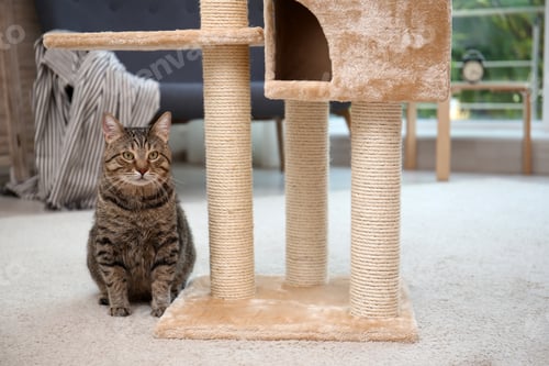 Preview: Cute pussycat near cat tree at home
