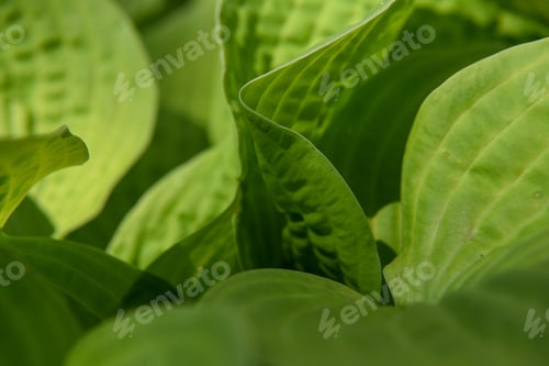 Preview: Undulating green Hosta leaves in the late afternoon sun.
