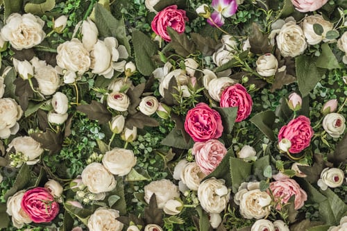 Preview: Background of peony roses