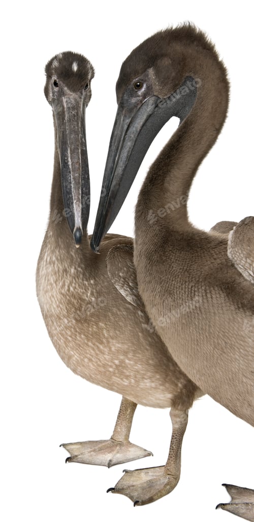 Preview: Two young pink-backed pelicans, 2 months old, standing in front of white background