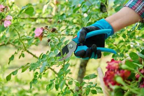 Preview: Close-up caring for rose bushes in garden, hands cutting dry faded flowers, branches