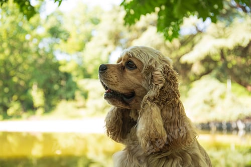 Preview: American spaniel, concept of pet and best friend - dog