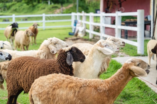 Preview: Flock of sheep waiting to graze in rural stall