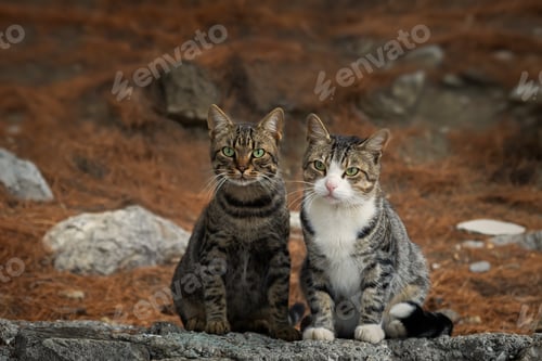 Preview: Portraits of two funny street cats in the park.