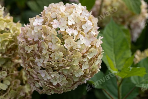 Preview: Hydrangea arborescens Candybelle Lollypop (Bubblegum) flowers in garden