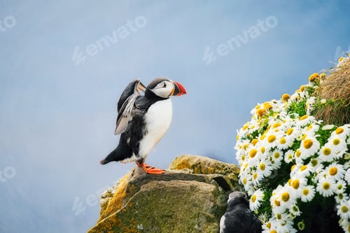 Preview: Puffin bird in Iceland