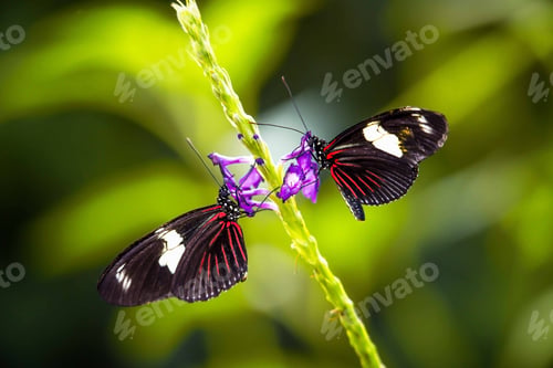 Preview: Idyllic scene of two black Doris longwing (Heliconius doris) butterflies perched on a plant