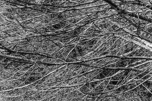 Preview: Bare Tree Branches At Lincoln Park In West Seattle, Washington.