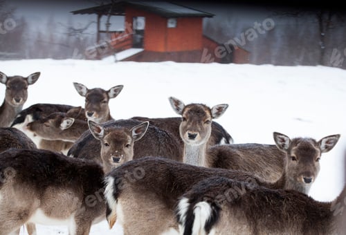 Preview: Deer in wintertime