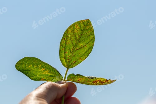 Preview: soybean leaf septoria close-up