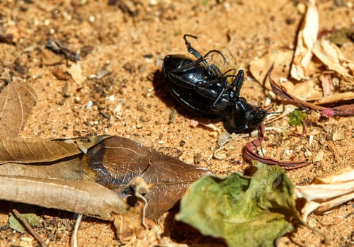 Preview: Black beetle, flipped on its back, lying on the ground.