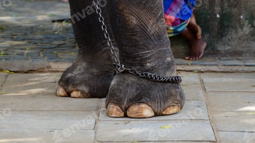 Preview: Chained elephant legs close up, human legs in the background.