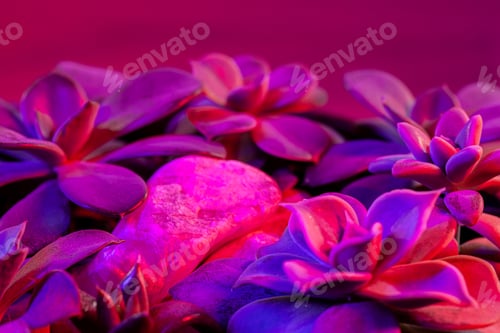Preview: Succulents in brown ceramic pot on dark magenta background. Macro photo.