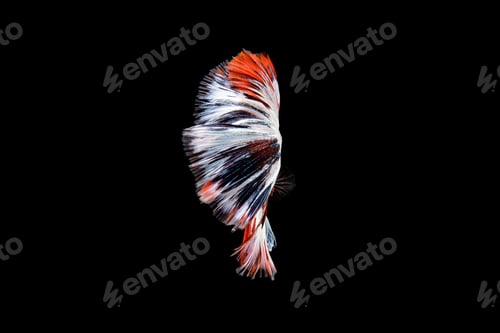 Preview: Siamese fighting fish Betta splendens on black background