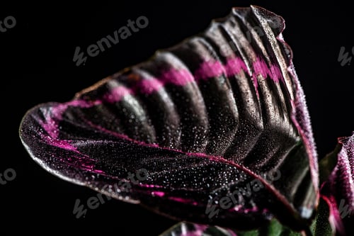 Preview: close up of pink leaf of calathea houseplant with drops, isolated on black