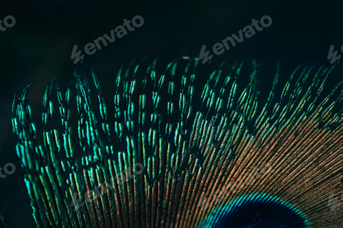 Preview: Closeup of beautiful and colorful peacock feathers.