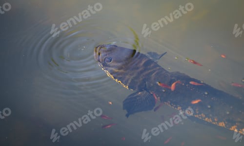 Preview: Snakehead Murrel fish and its babies swim close by, overhead shot from above the water surface.