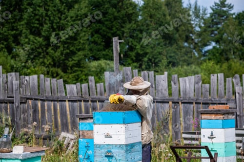 Preview: Man in a protective suit beekeeper uses device for smoke fumigation to calm bees in hives and check