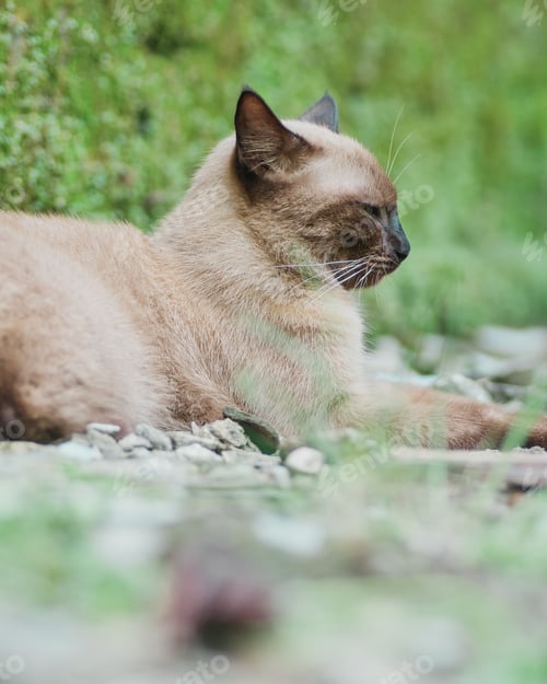Preview: cute cat
