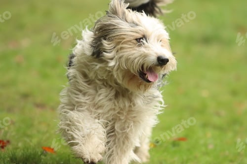 Preview: Fluffy dog playing