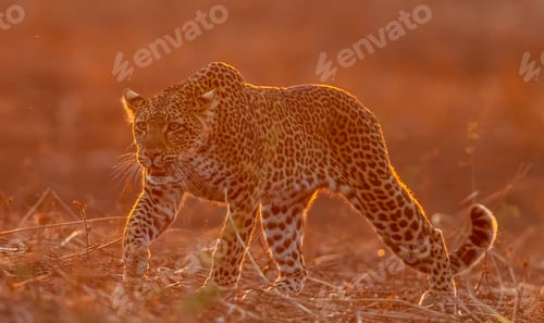 Preview: A Magical Zambia Wildlife pictures